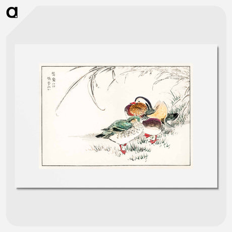 アートポスター-Mandarin Duck and Pearl Barley
 - 鳥類図鑑 Poster.