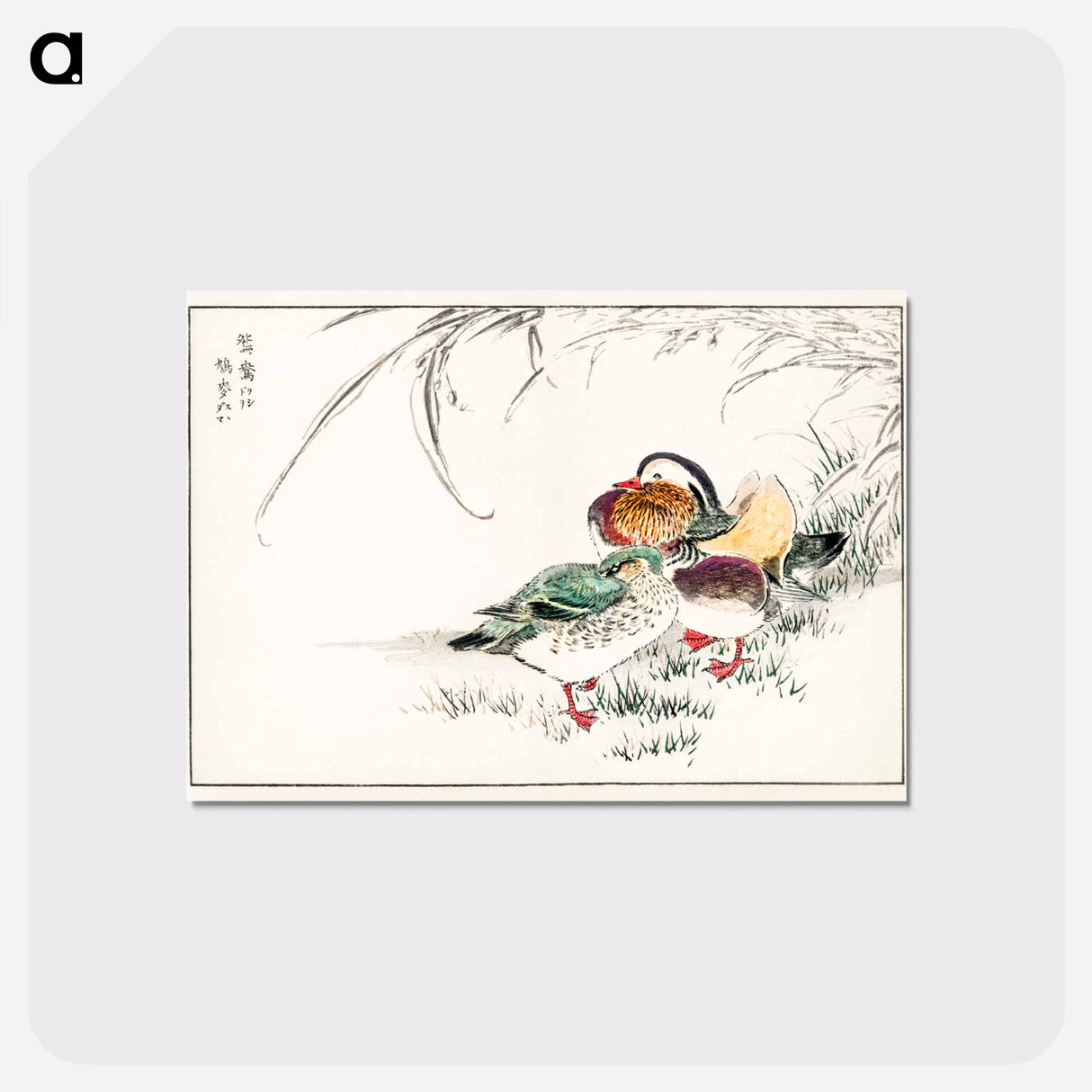 アートポストカード-Mandarin Duck and Pearl Barley
 - 鳥類図鑑 Postcard.