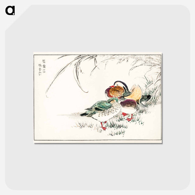 アートポストカード-Mandarin Duck and Pearl Barley
 - 鳥類図鑑 Postcard.