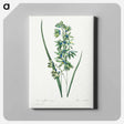 アートパネル-African Corn Lily - ピエール ジョゼフ ルドゥーテ Canvas.