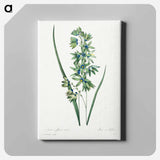 アートパネル-African Corn Lily - ピエール ジョゼフ ルドゥーテ Canvas.