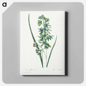 アートパネル-African Corn Lily - ピエール ジョゼフ ルドゥーテ Canvas.