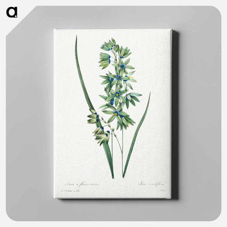 アートパネル-African Corn Lily - ピエール ジョゼフ ルドゥーテ Canvas.