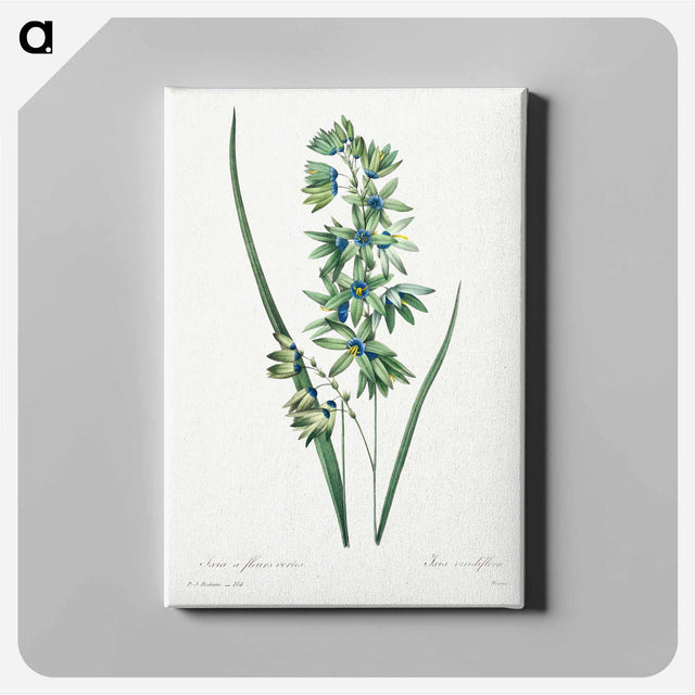アートパネル-African Corn Lily - ピエール ジョゼフ ルドゥーテ Canvas.