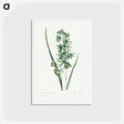 アートポストカード-African Corn Lily - ピエール ジョゼフ ルドゥーテ Postcard.