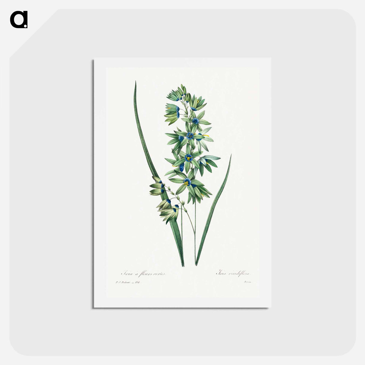 アートポストカード-African Corn Lily - ピエール ジョゼフ ルドゥーテ Postcard.