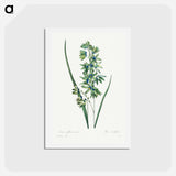 アートポストカード-African Corn Lily - ピエール ジョゼフ ルドゥーテ Postcard.