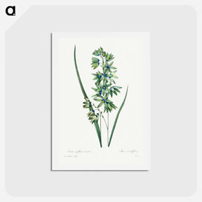 アートポストカード-African Corn Lily - ピエール ジョゼフ ルドゥーテ Postcard.