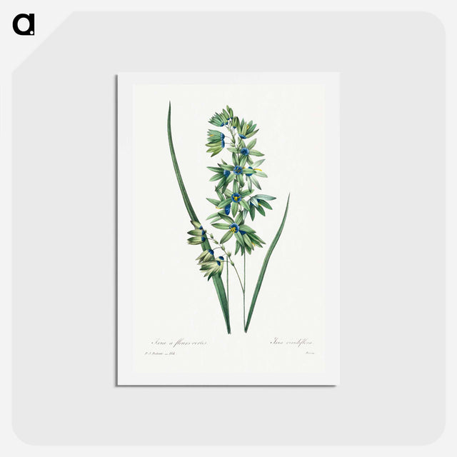 アートポストカード-African Corn Lily - ピエール ジョゼフ ルドゥーテ Postcard.