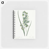 1-45_Pierre-Joseph-Redoute_memo