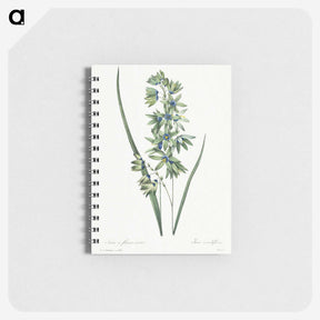 1-45_Pierre-Joseph-Redoute_memo