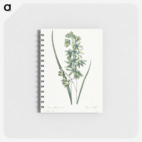 1-45_Pierre-Joseph-Redoute_memo