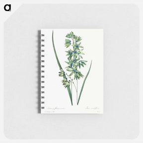 アートメモ帳-African Corn Lily - ピエール ジョゼフ ルドゥーテ Memo.