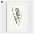1-45_Pierre-Joseph-Redoute_picture