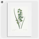 1-45_Pierre-Joseph-Redoute_picture
