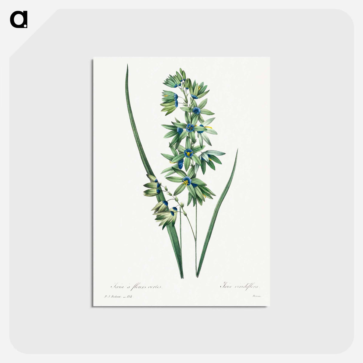 アートポストカード-African Corn Lily - ピエール ジョゼフ ルドゥーテ Postcard.
