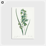 アートポストカード-African Corn Lily - ピエール ジョゼフ ルドゥーテ Postcard.