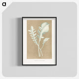 1-45_Plants-with-Colored-Foliage_blk-crop