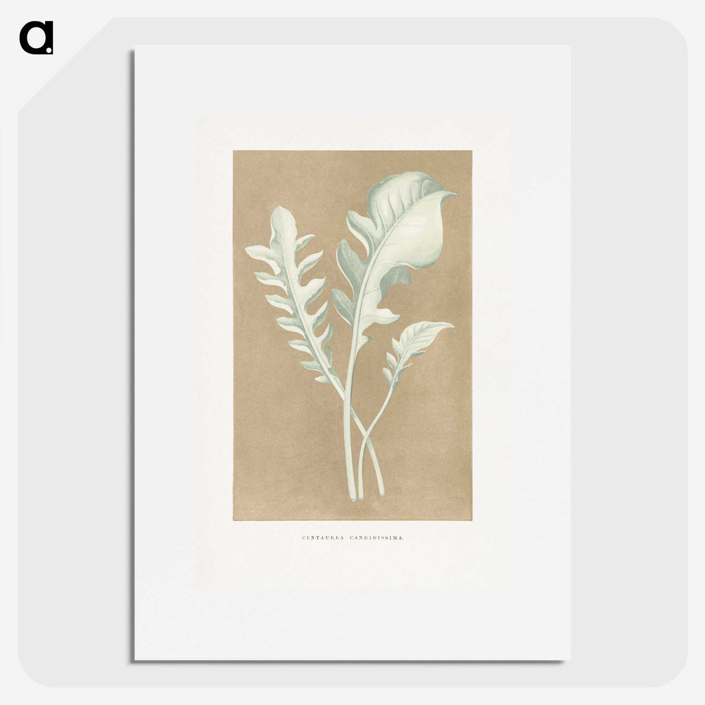 1-45_Plants-with-Colored-Foliage_picture