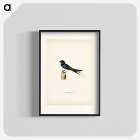 アートポスター-Barn Swallow Male
 - スヴェンスカ フォグラル Poster.