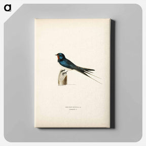 アートパネル-Barn Swallow Male
 - スヴェンスカ フォグラル Canvas.