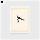 アートポストカード-Barn Swallow Male
 - スヴェンスカ フォグラル Postcard.