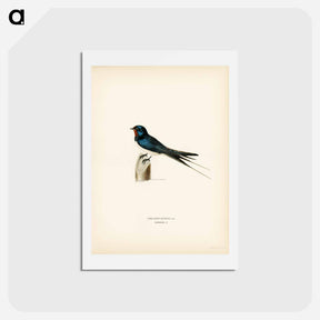 アートポストカード-Barn Swallow Male
 - スヴェンスカ フォグラル Postcard.