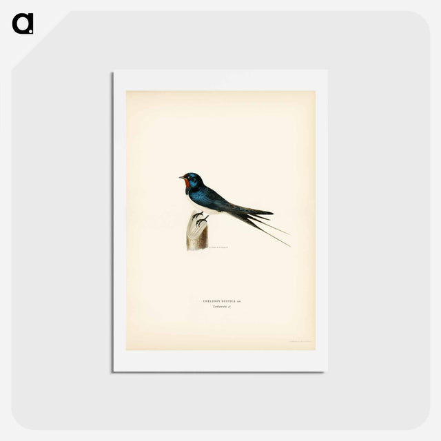 アートポストカード-Barn Swallow Male
 - スヴェンスカ フォグラル Postcard.