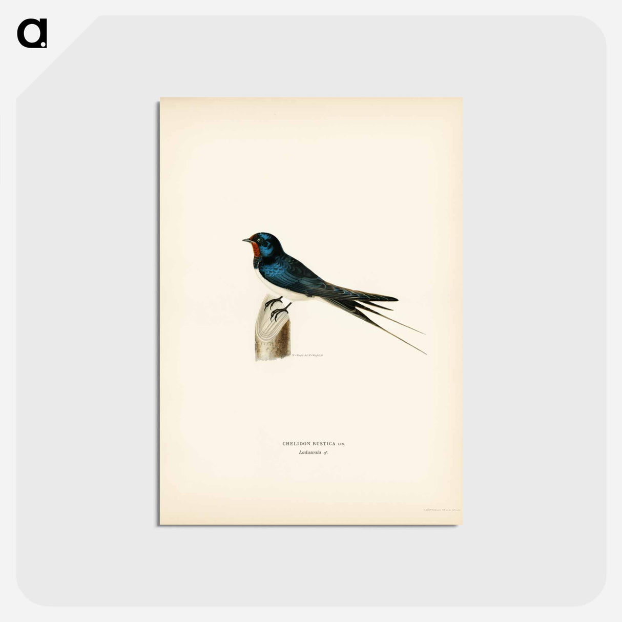 アートポストカード-Barn Swallow Male
 - スヴェンスカ フォグラル Postcard.