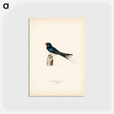 アートポストカード-Barn Swallow Male
 - スヴェンスカ フォグラル Postcard.