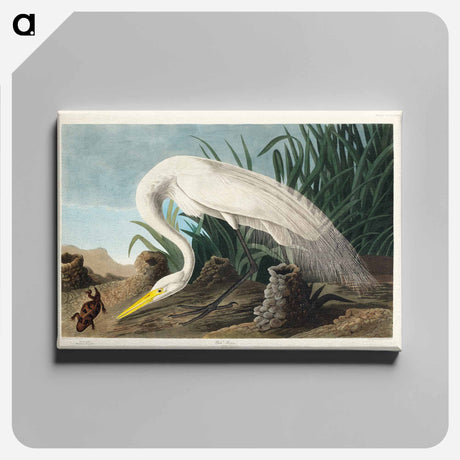 アートパネル-White Heron from Birds of America
 - アメリカの鳥たち Canvas.