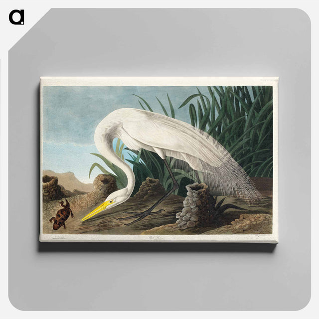 アートパネル-White Heron from Birds of America
 - アメリカの鳥たち Canvas.
