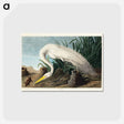アートポストカード-White Heron from Birds of America
 - アメリカの鳥たち Postcard.
