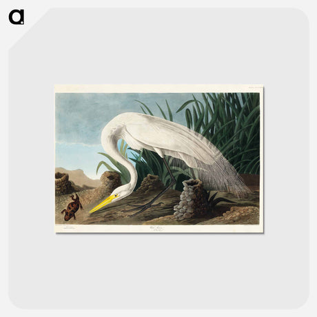 アートポストカード-White Heron from Birds of America
 - アメリカの鳥たち Postcard.