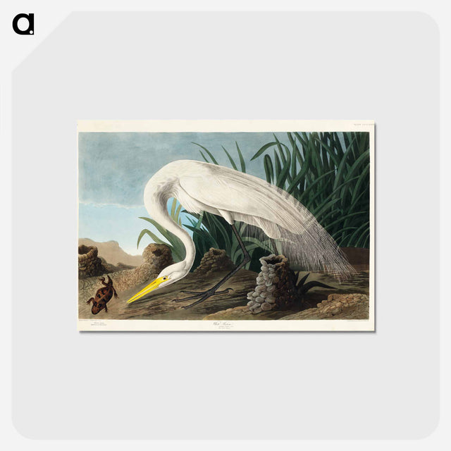 アートポストカード-White Heron from Birds of America
 - アメリカの鳥たち Postcard.