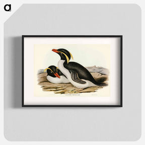 アートポスター-Crested Penguin
 - オーストラリアの鳥 Poster.