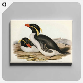 アートパネル-Crested Penguin
 - オーストラリアの鳥 Canvas.
