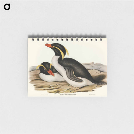 アートメモ帳-Crested Penguin
 - オーストラリアの鳥 Memo.