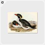 アートポストカード-Crested Penguin
 - オーストラリアの鳥 Postcard.