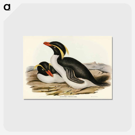 アートポストカード-Crested Penguin
 - オーストラリアの鳥 Postcard.