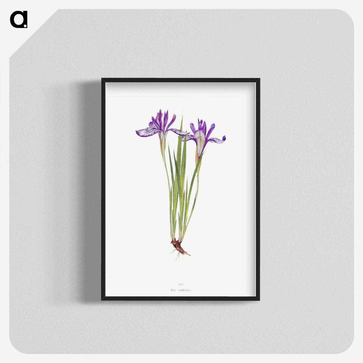 1-45_The-Genus-Iris_blk-crop