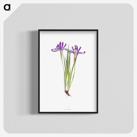 1-45_The-Genus-Iris_blk-crop