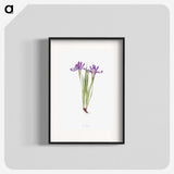 1-45_The-Genus-Iris_blk
