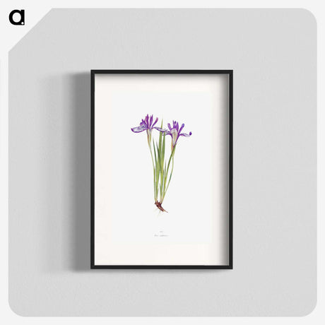 1-45_The-Genus-Iris_blk