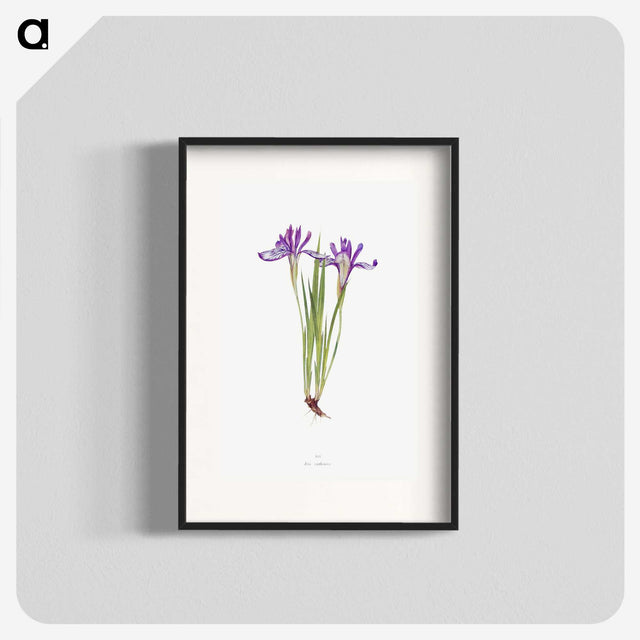 1-45_The-Genus-Iris_blk