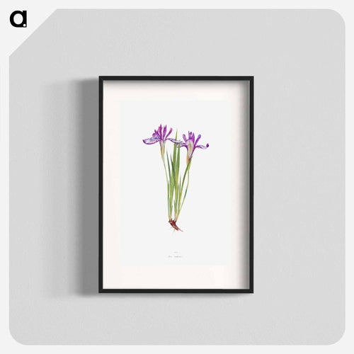 Iris Ruthenica from The Genus Iris
 - アヤメ属 Poster.