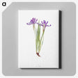 1-45_The-Genus-Iris_canvas