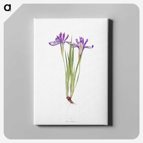 1-45_The-Genus-Iris_canvas