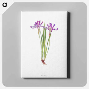 アートパネル-Iris Ruthenica from The Genus Iris
 - アヤメ属 Canvas.