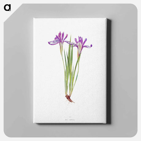アートパネル-Iris Ruthenica from The Genus Iris
 - アヤメ属 Canvas.